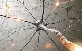 Myelin and our functions